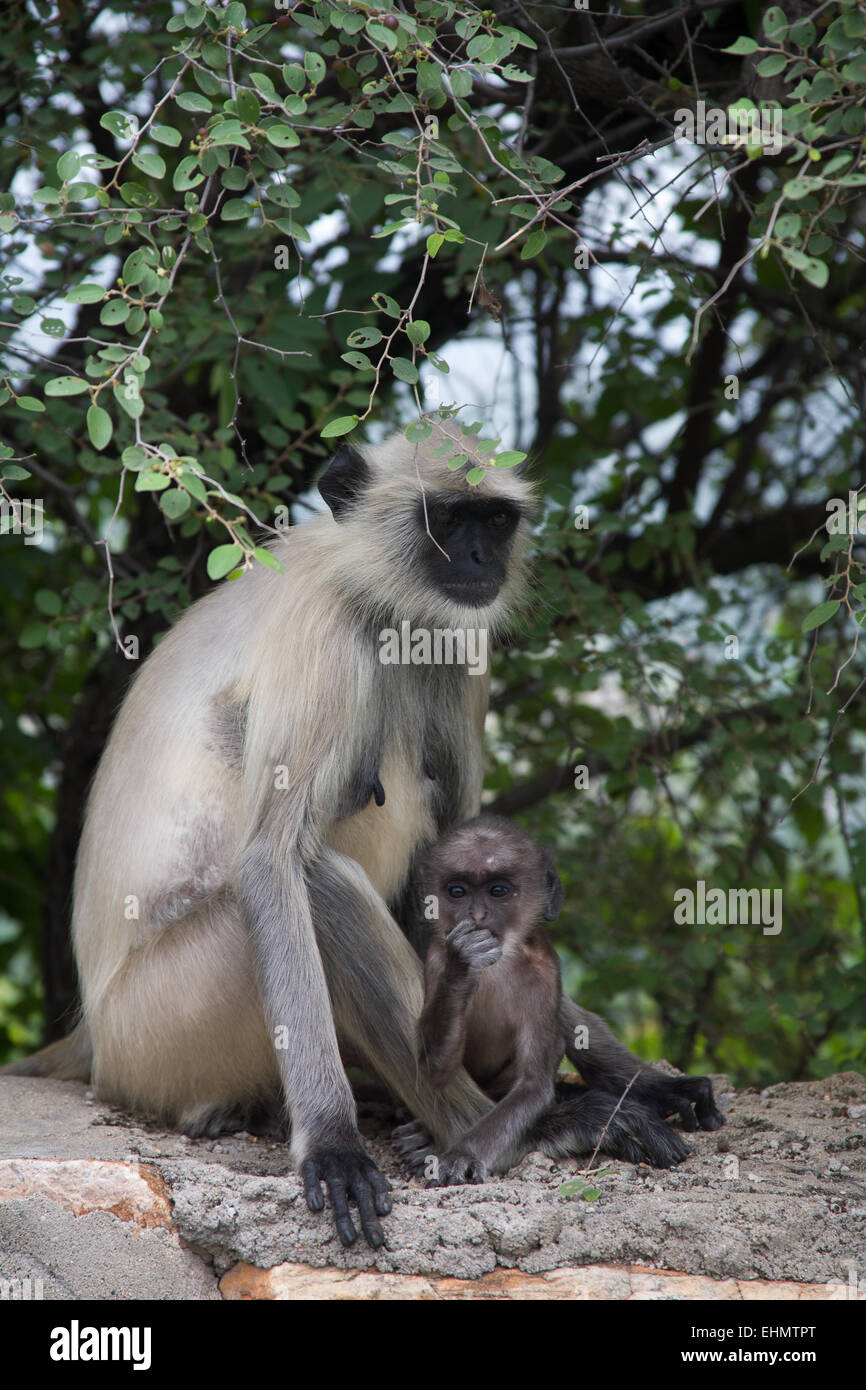 Pianure meridionali langurs grigio Foto Stock