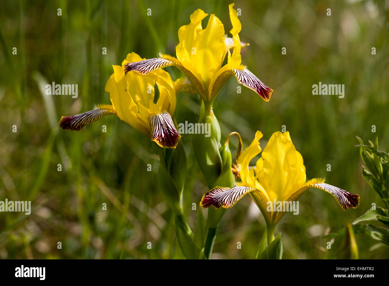 Iris variegata nel loro habitat naturale Foto Stock