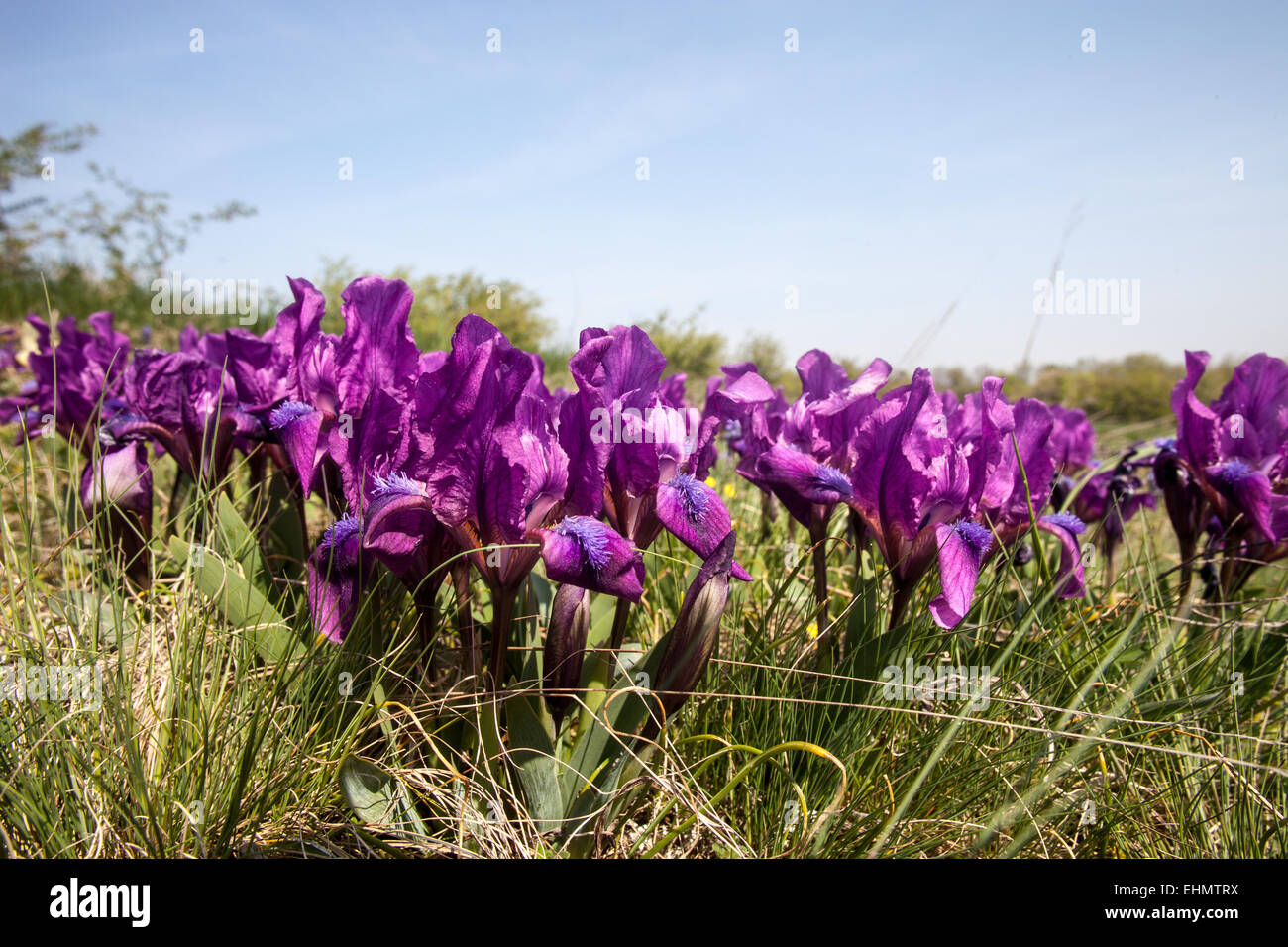 Iris pumila nel loro habitat naturale Foto Stock