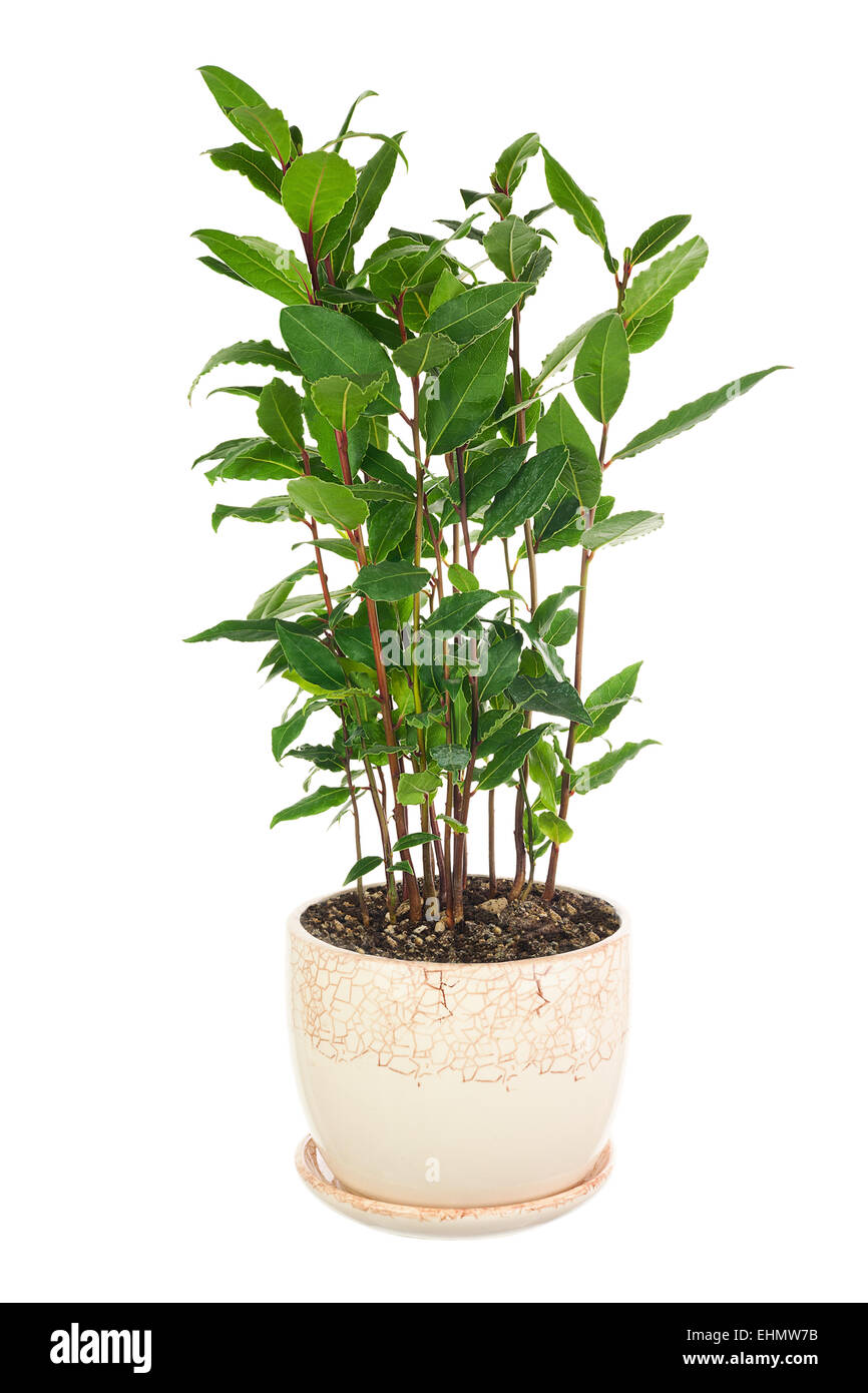 Piccolo albero di alloro in vaso di fiori isolati su sfondo bianco. Primo piano. Foto Stock