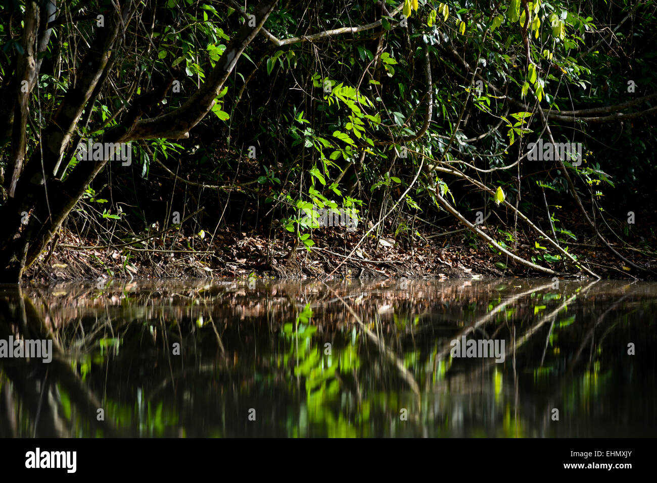 Area paludosa di modo Kambas National Park, Sumatra, Indonesia. Foto Stock