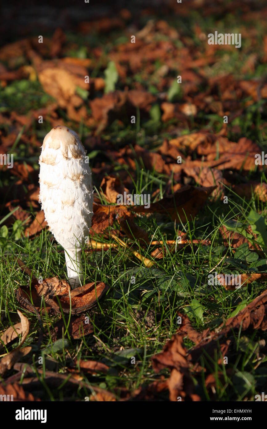 Coprinus Compatus Foto Stock