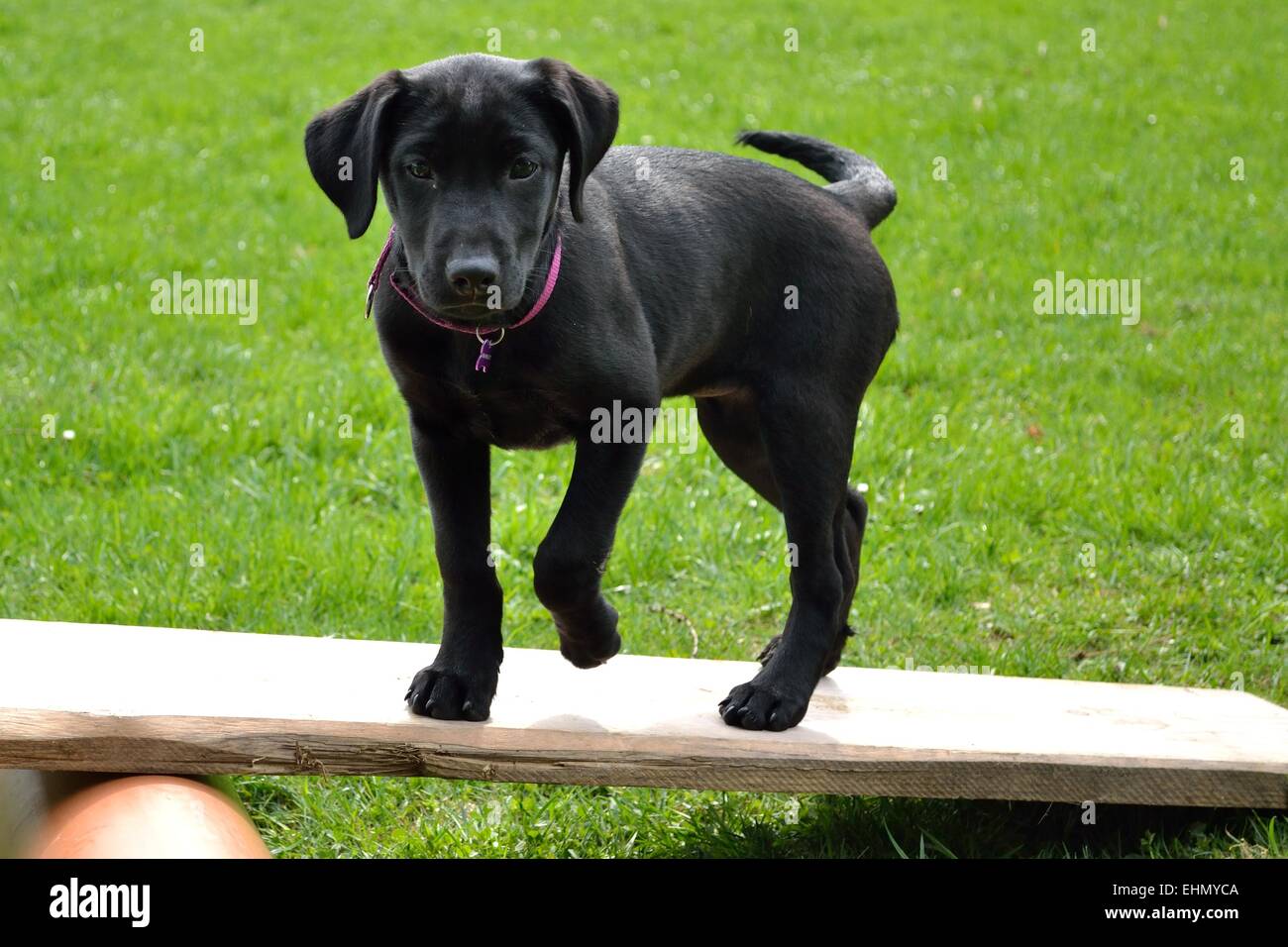 Cane nero nella scuola di cucciolo Foto Stock
