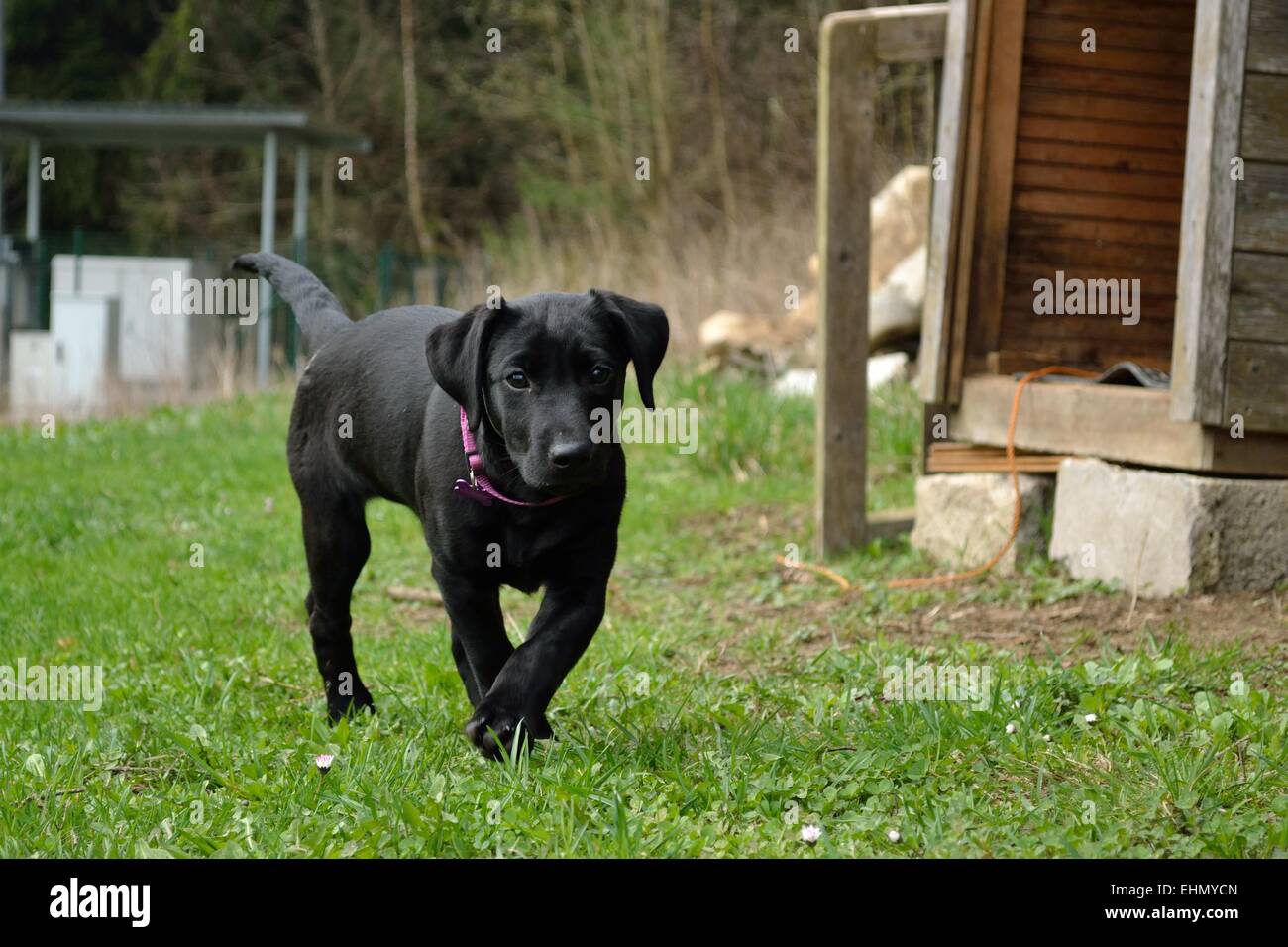 cucciolo di cane nero Foto Stock