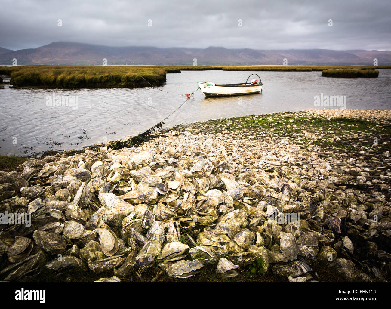 Scartato vuoti gusci di ostrica accatastati sulla spiaggia di Oyster Farm in Irlanda occidentale Foto Stock