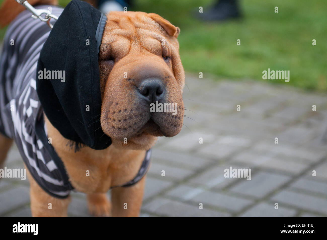 Lo Shar Pei è una razza di cane noto per le sue caratteristiche distintive di rughe profonde e un blu-nero della lingua. Foto Stock