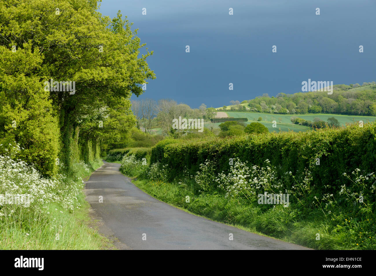 Vicolo del paese in Ramsdean, Hampshire nel sole estivo, con la raccolta delle acque e le dense nubi Foto Stock