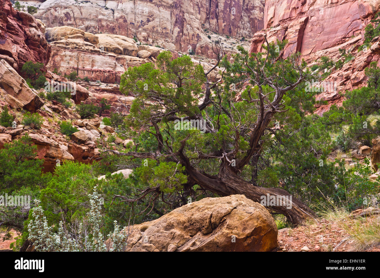 Un Utah juniper tree sul lato di un canyon, il Grand Wash, in Capital Reef National Park nello Utah. Foto Stock