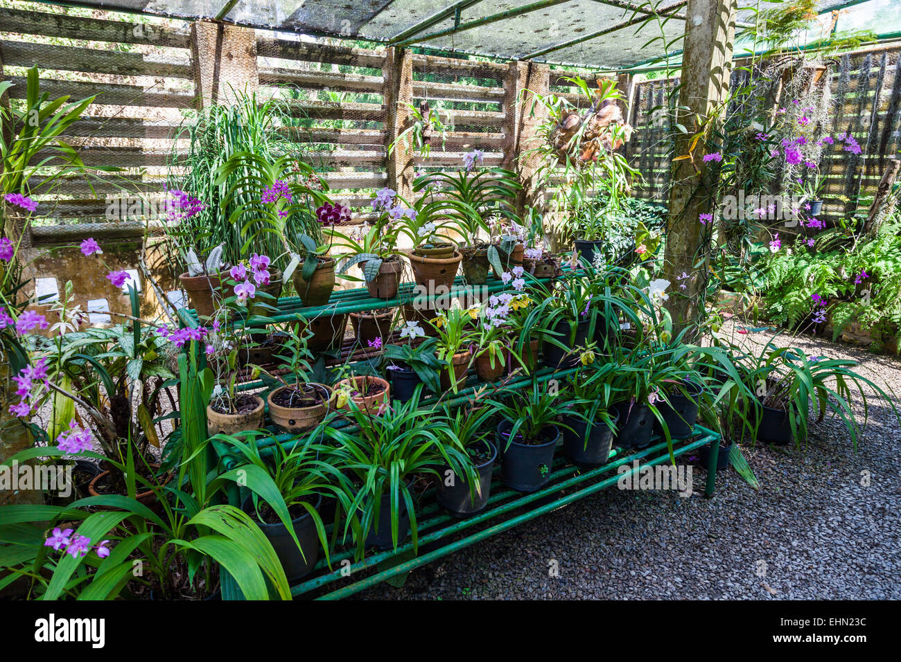 Orchidee in un Orchidarium. Foto Stock