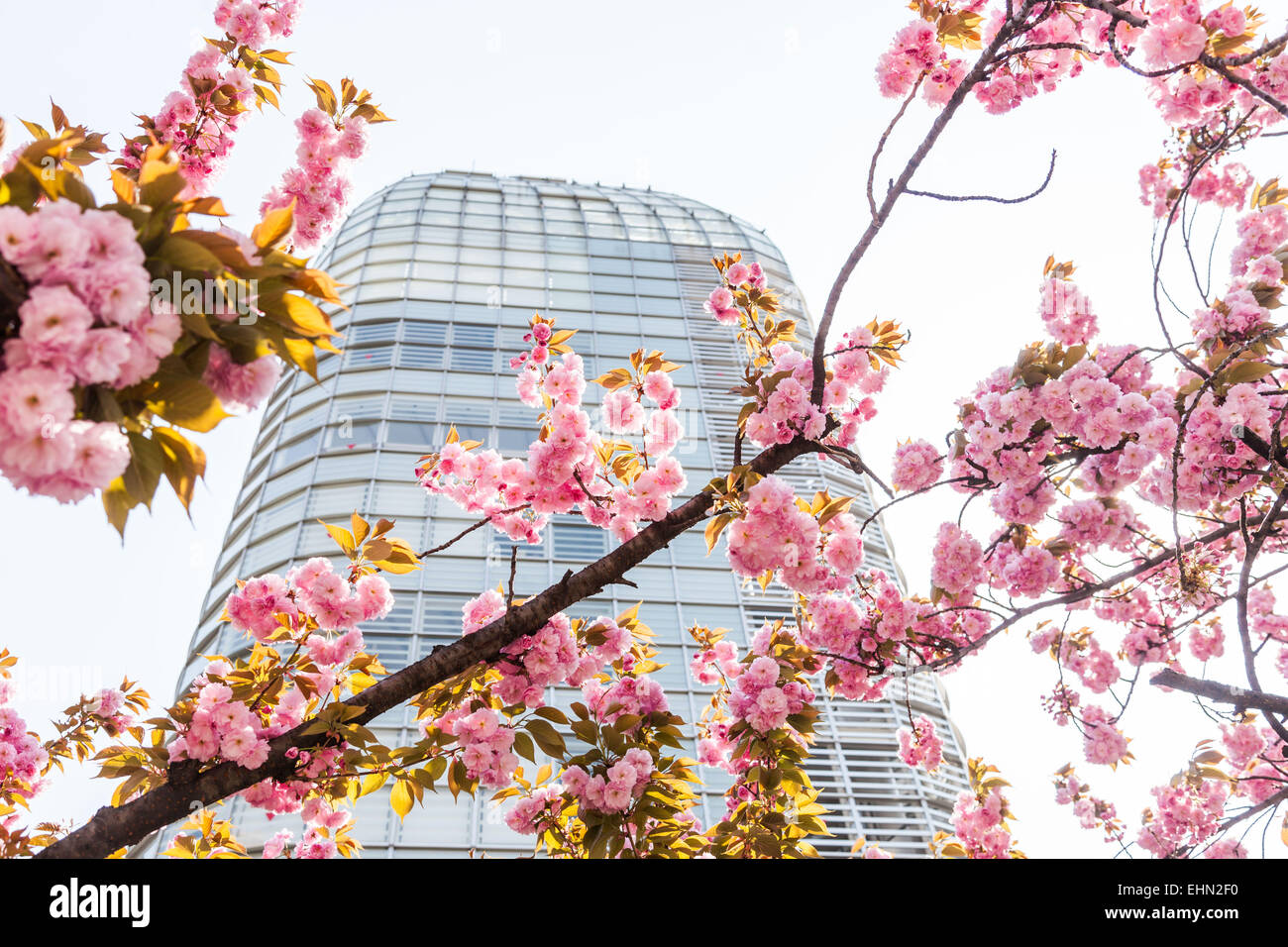 Fiore di Ciliegio facciata di un edificio, Tokyo, Giappone. Foto Stock