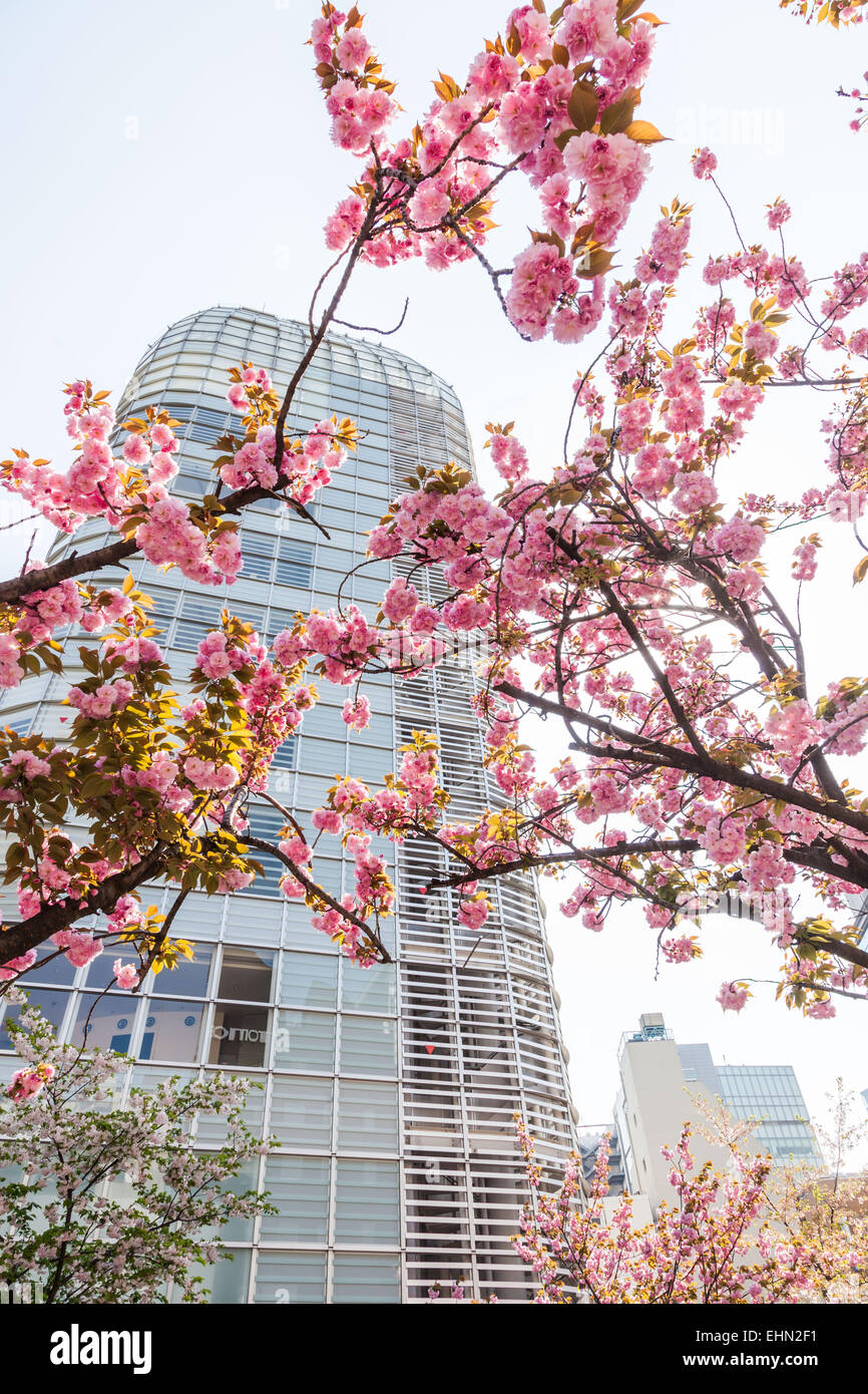 Fiore di Ciliegio facciata di un edificio, Tokyo, Giappone. Foto Stock