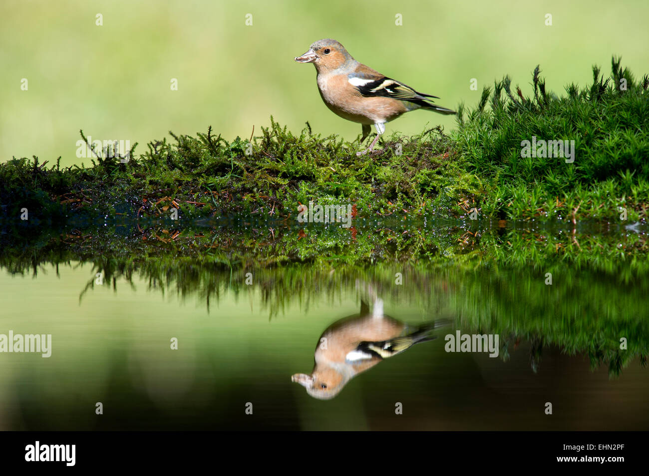 Comune (fringuello Fringilla coelebs) riflesso in piccoli boschi pond. Hawes, Yorkshire Dales, England, Regno Unito Foto Stock