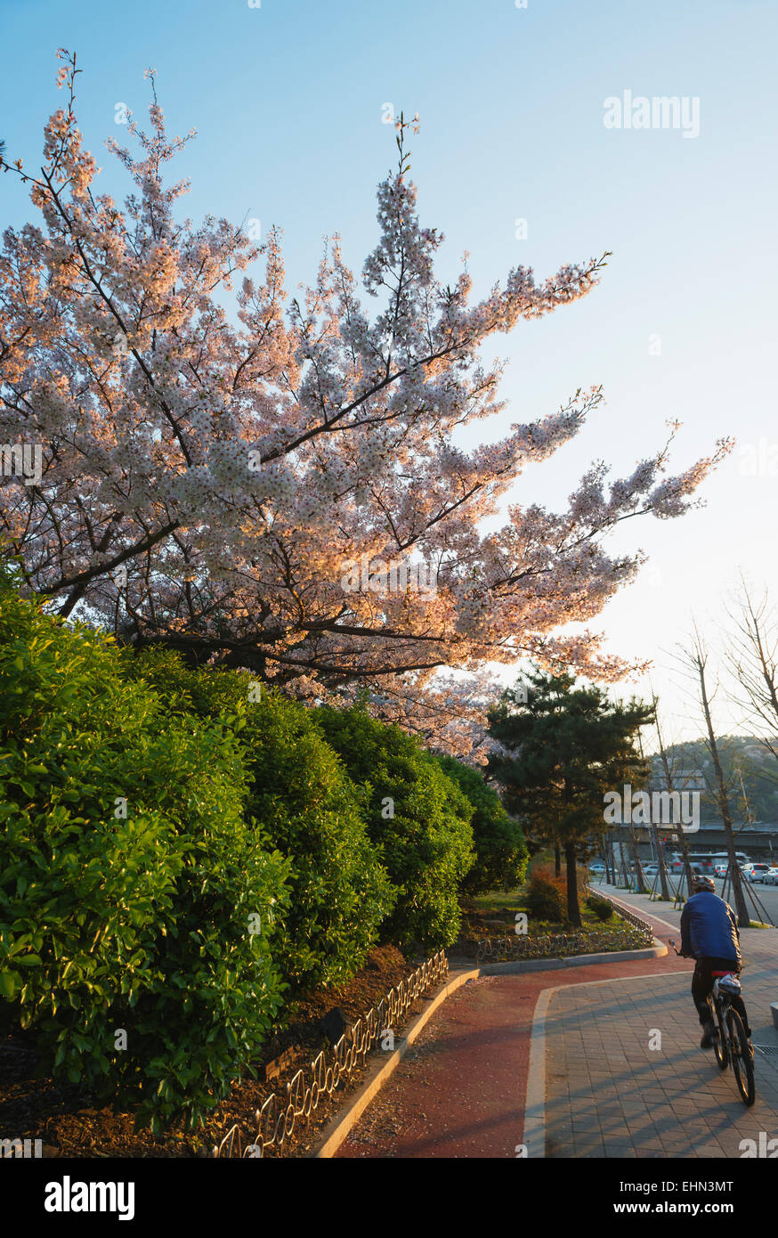Asia, Repubblica di Corea, Corea del Sud, Busan, primavera sbocciano i fiori Foto Stock