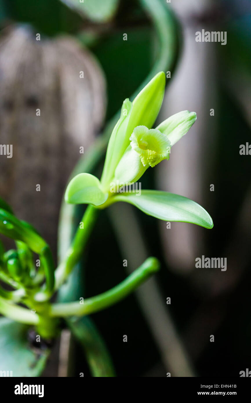Orchidée Vanille Planifolia - Plante D'Intérieur Parfumée, Facile à Cultiver