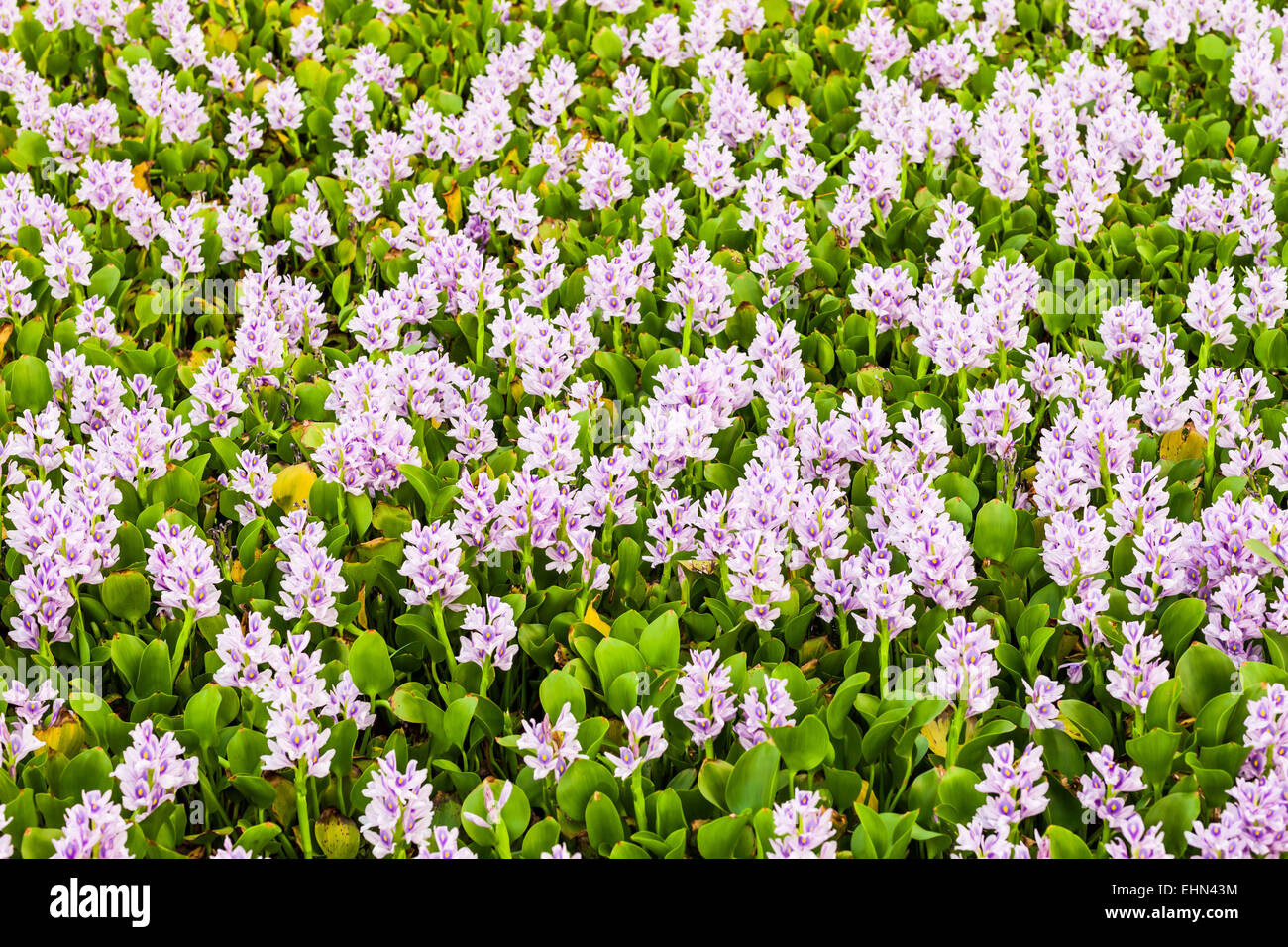 Giacinto di acqua o Camalote (Eichhornia crassipes) Foto Stock
