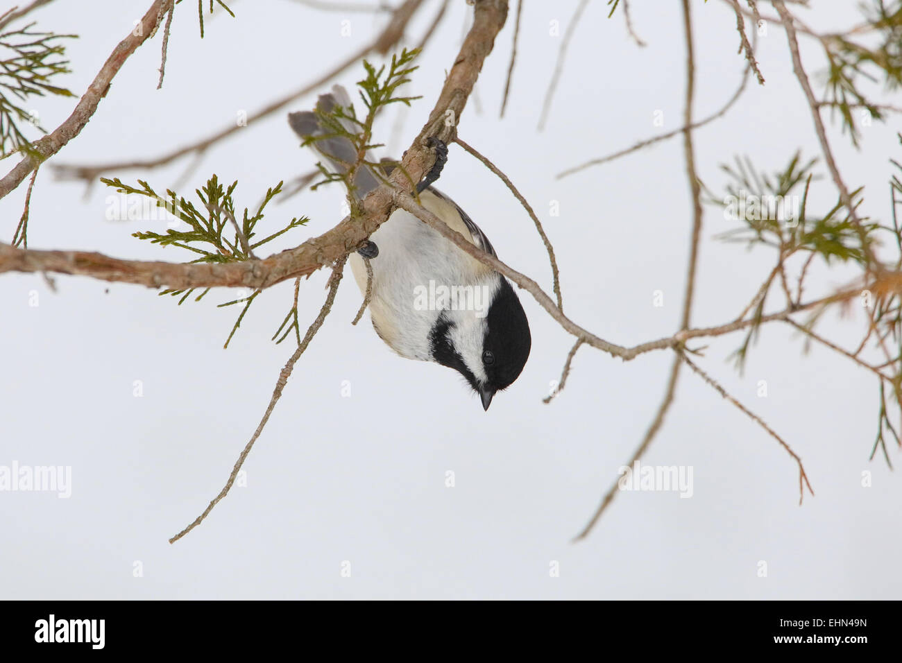 Nero-capped Luisa (Poecile atricapillus) appeso a testa in giù da un cedro rosso succursale in inverno - Ontario, Canada Foto Stock Nero-capped Luisa (Poecile atricapillus) appeso a testa in giù da un cedro rosso succursale in inverno - Ontario, Canada Foto Stock