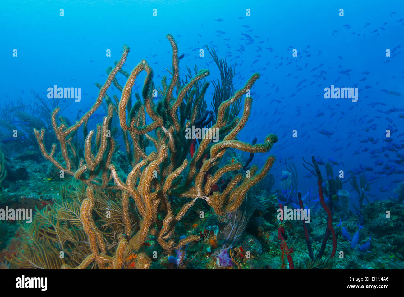 Scuola di Creolo Wrasse (Clepticus parrae) oltre un tropicale Coral Reef - Roatan, Honduras Foto Stock