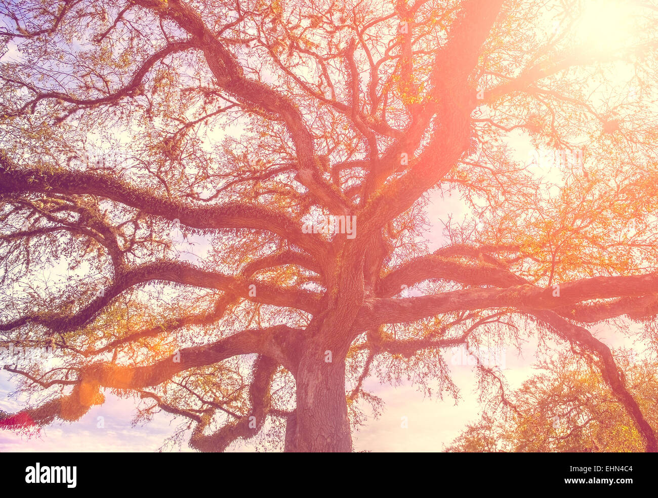 Southern Live Oak tree con ampiamente diffuse in filiali e sognanti vintage applicato tonificante Foto Stock