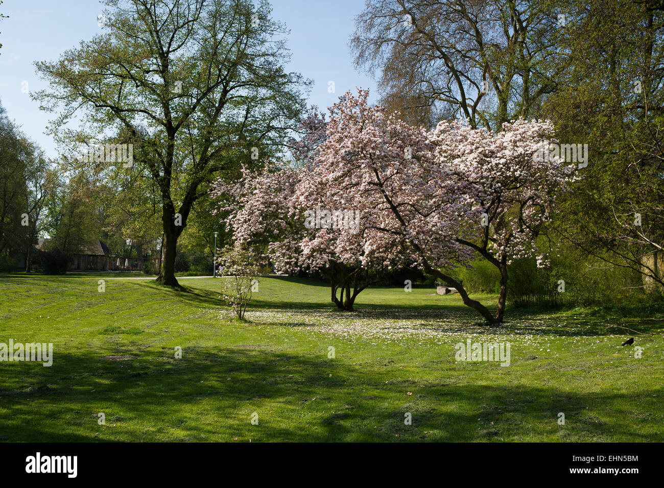 Magnolia gli alberi del parco Foto Stock