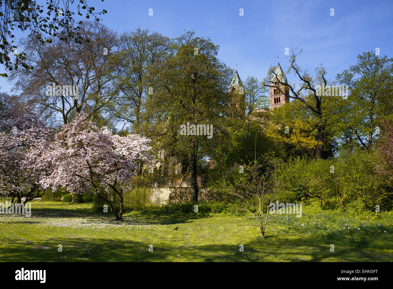 Magnolia gli alberi del parco Foto Stock