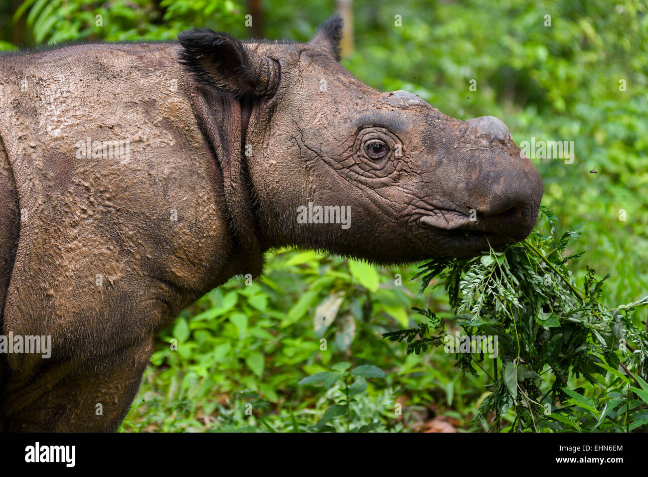 Andatu, il primo Rinoceronte di Sumatra nati in cattività in Indonesia. Foto Stock