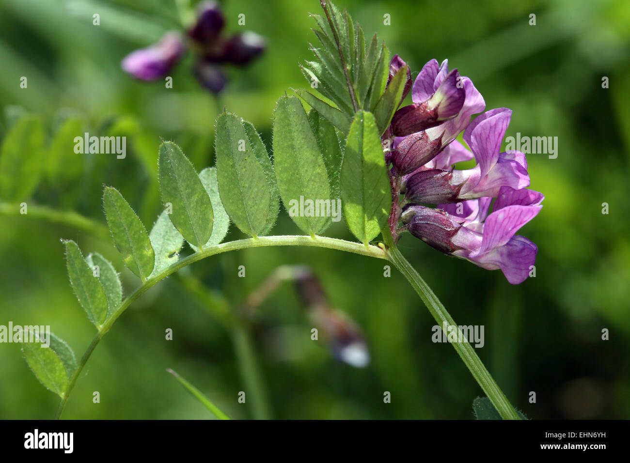 Vicia seppia, Bush veccia Foto Stock