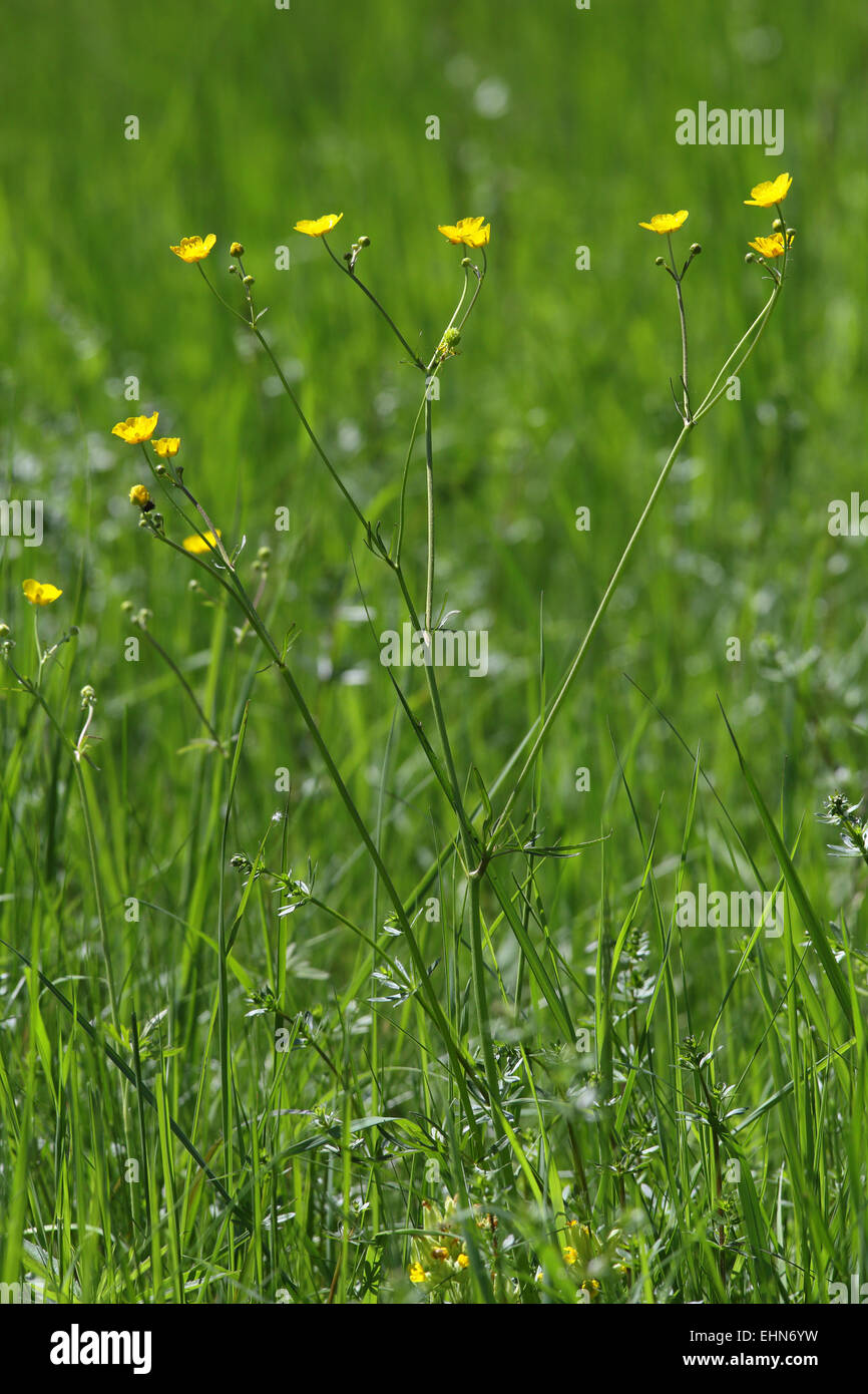 Ranuncolo alti, Ranunculus acris Foto Stock