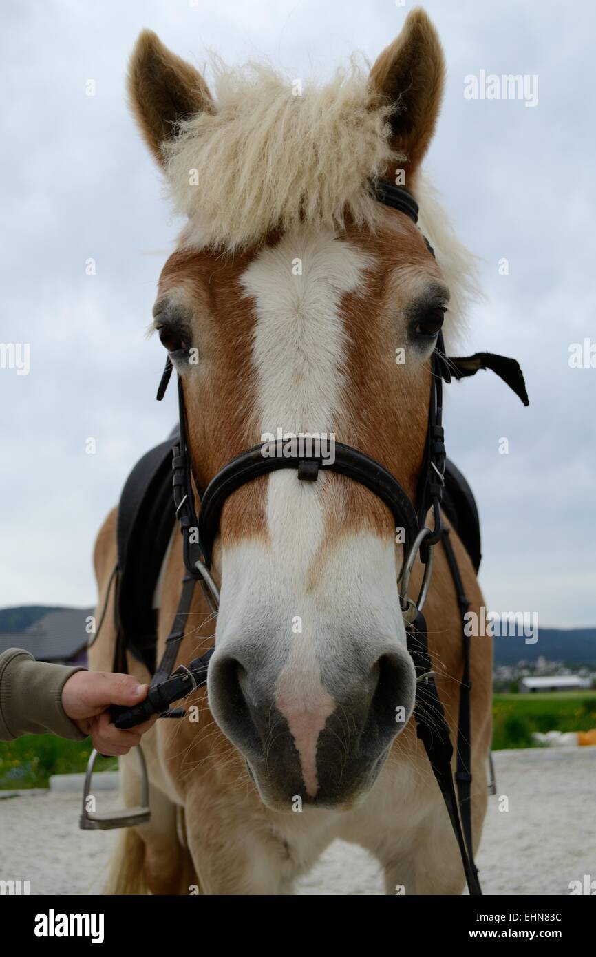 Cavallo guardando la fotocamera Foto Stock
