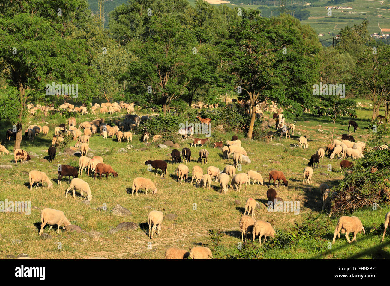 Allevamento di ovini nelle alpi italiane. Foto Stock
