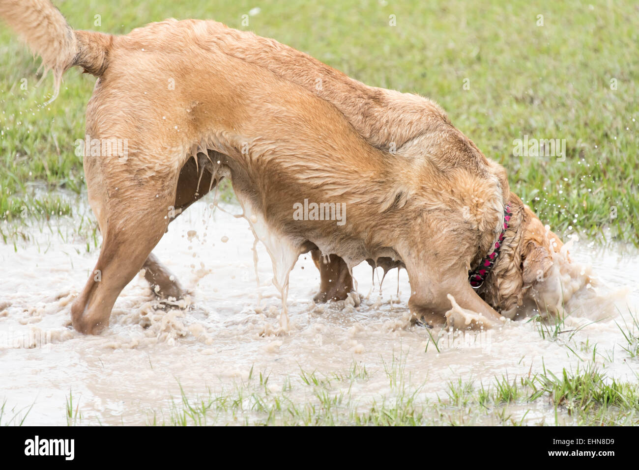 Friendly Cani giocando in un invaso wet dog park Foto Stock