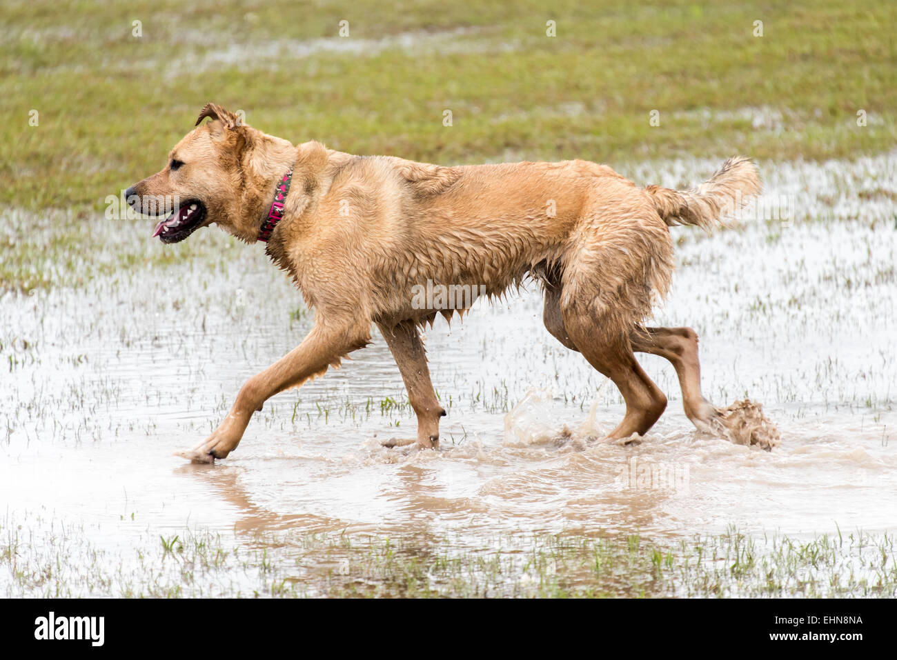 Friendly Cani giocando in un invaso wet dog park Foto Stock