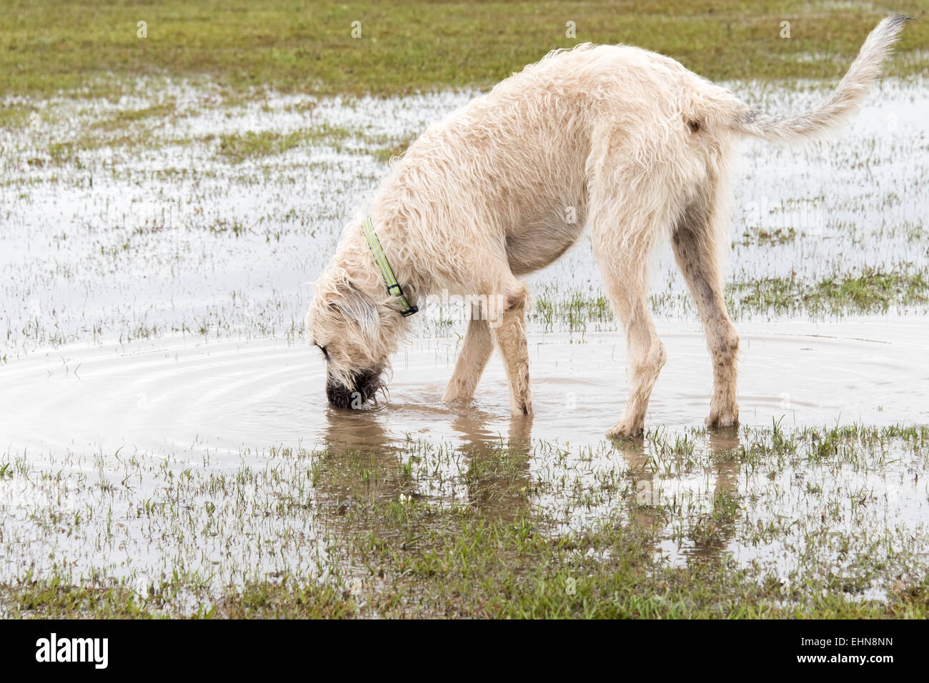 Friendly Cani giocando in un invaso wet dog park Foto Stock