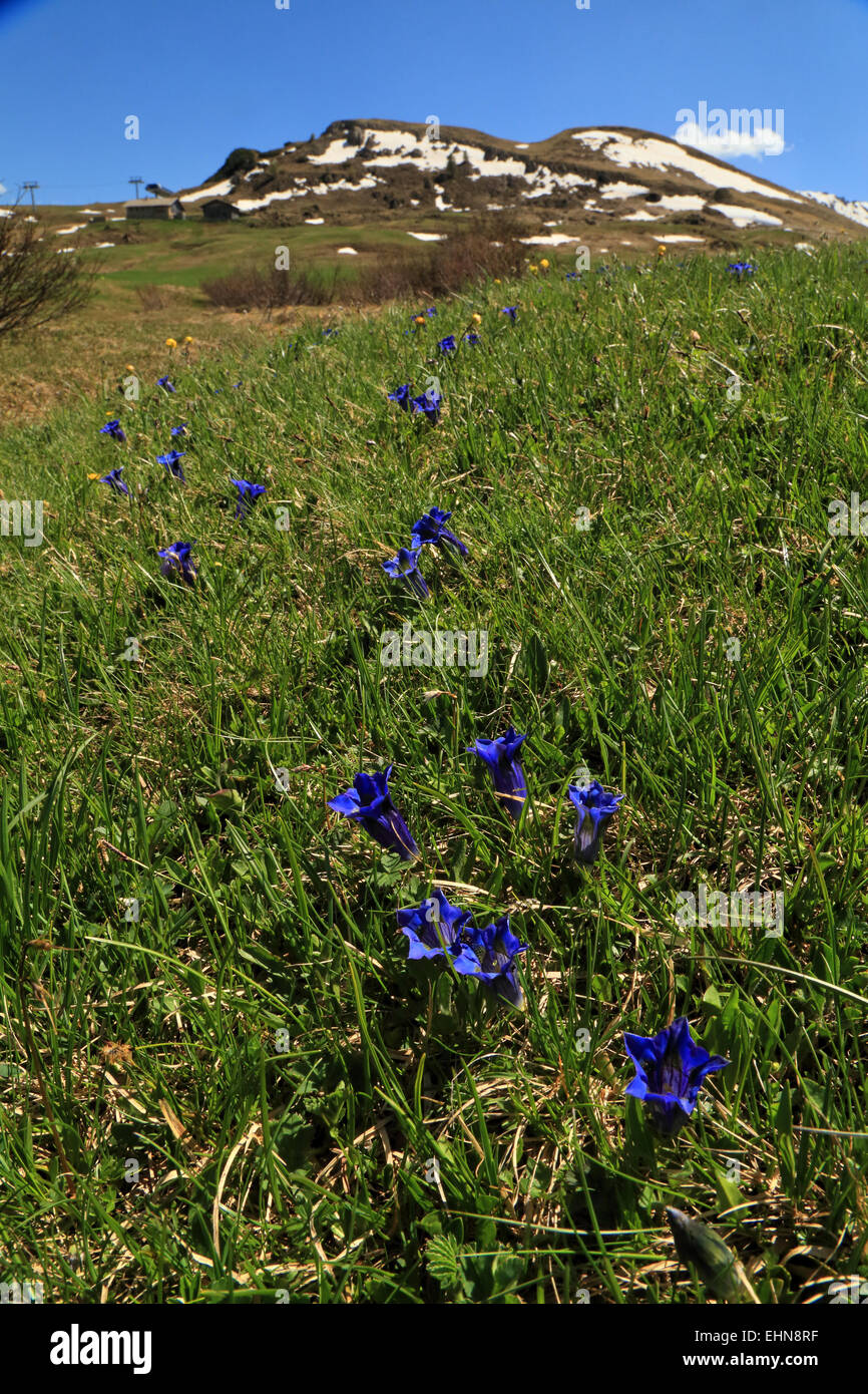 Tromba genziana (Gentiana clusii), Alpe di Siusi / Alpe di Siusi Foto Stock