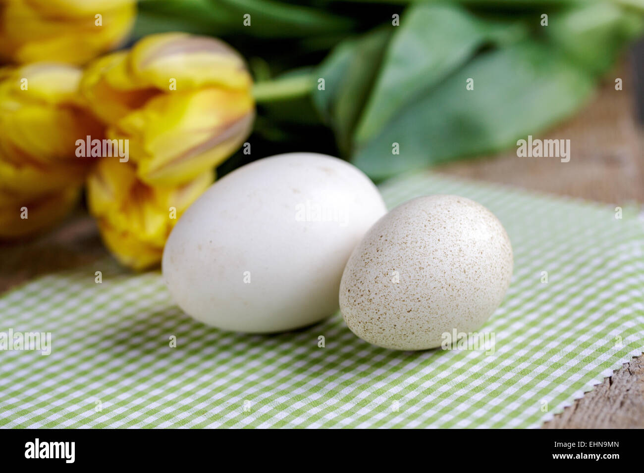 Uovo di oca e uova di anatra Foto Stock