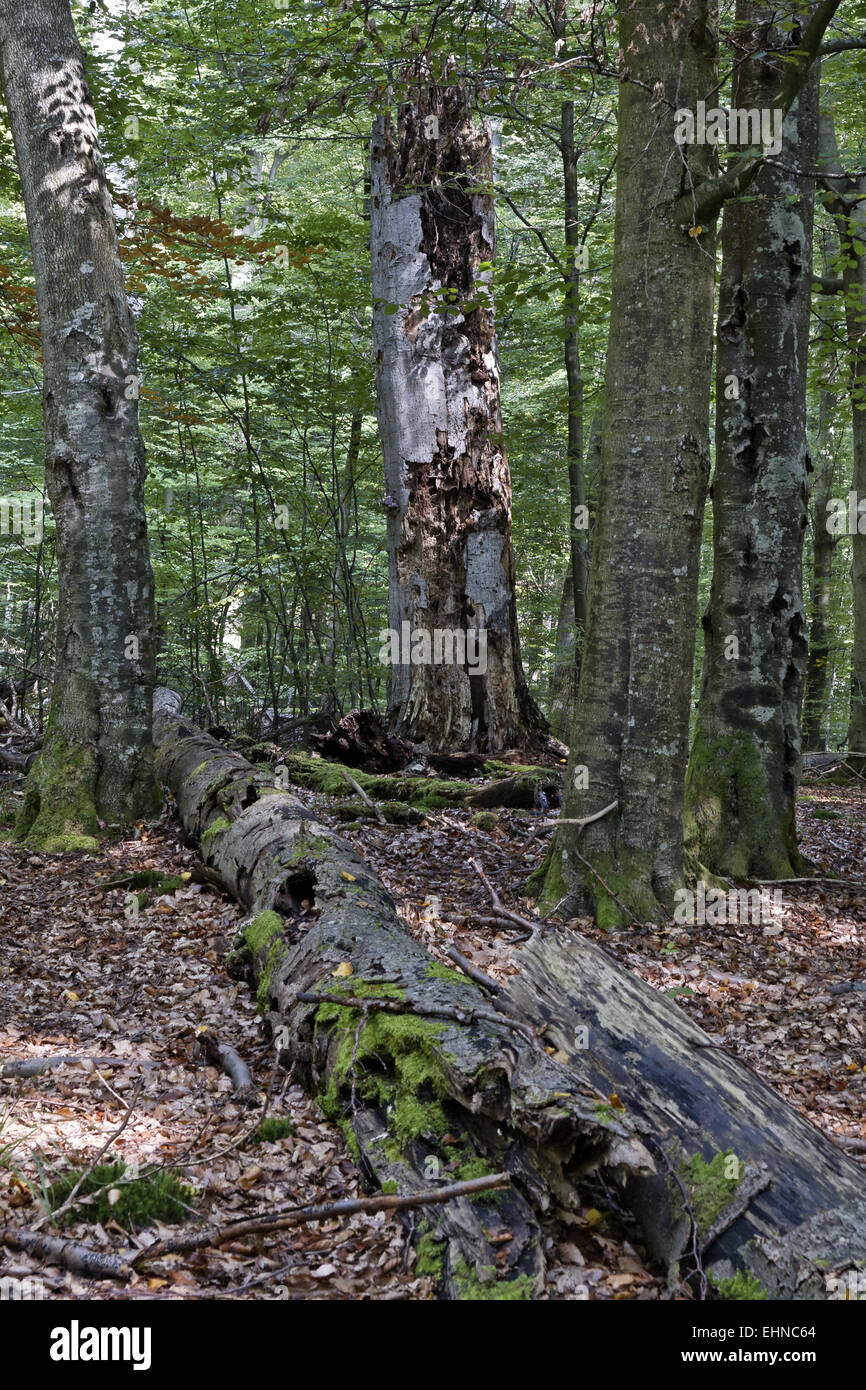 Legno morto Foto Stock