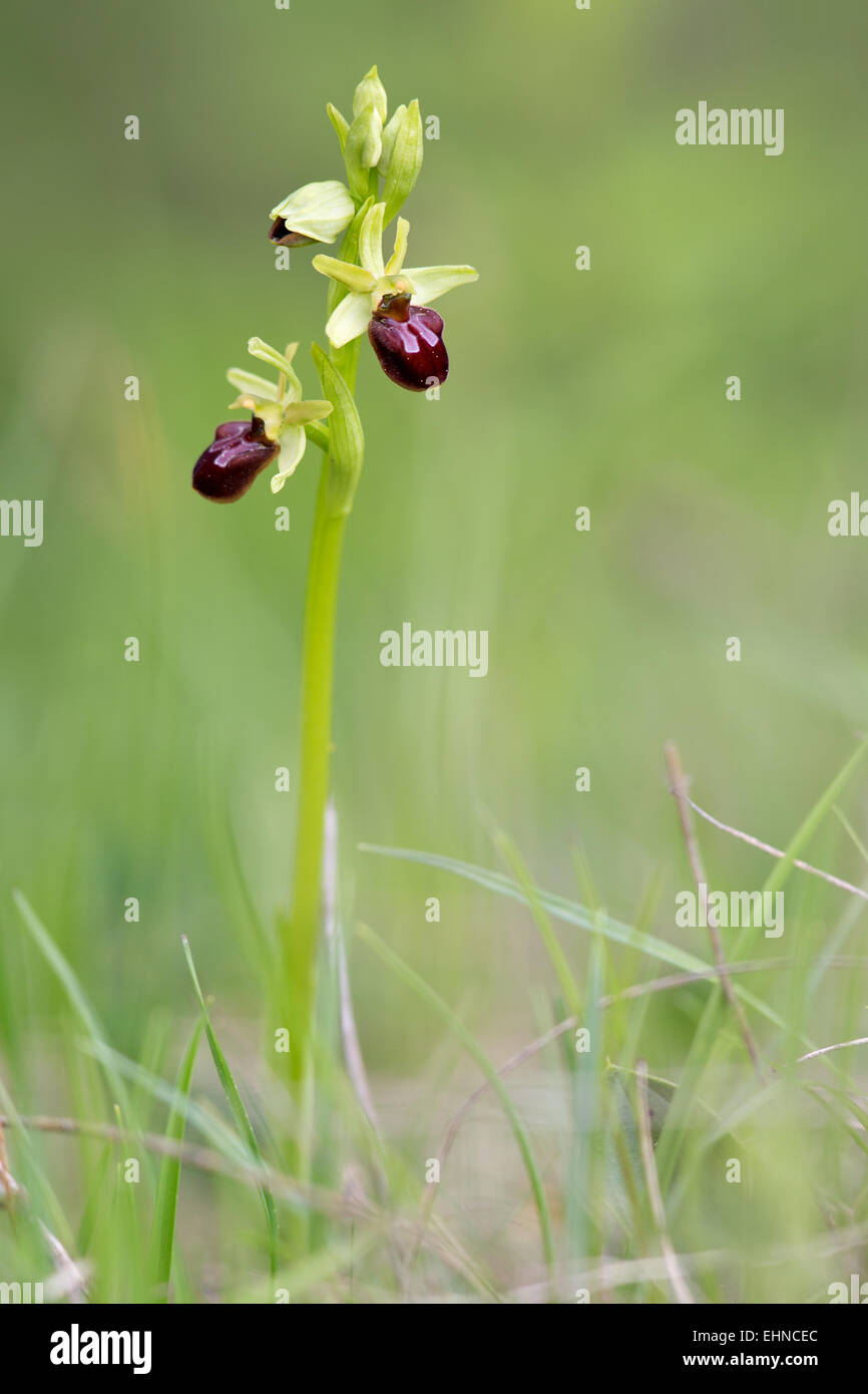 Piccola spider ophrys Foto Stock