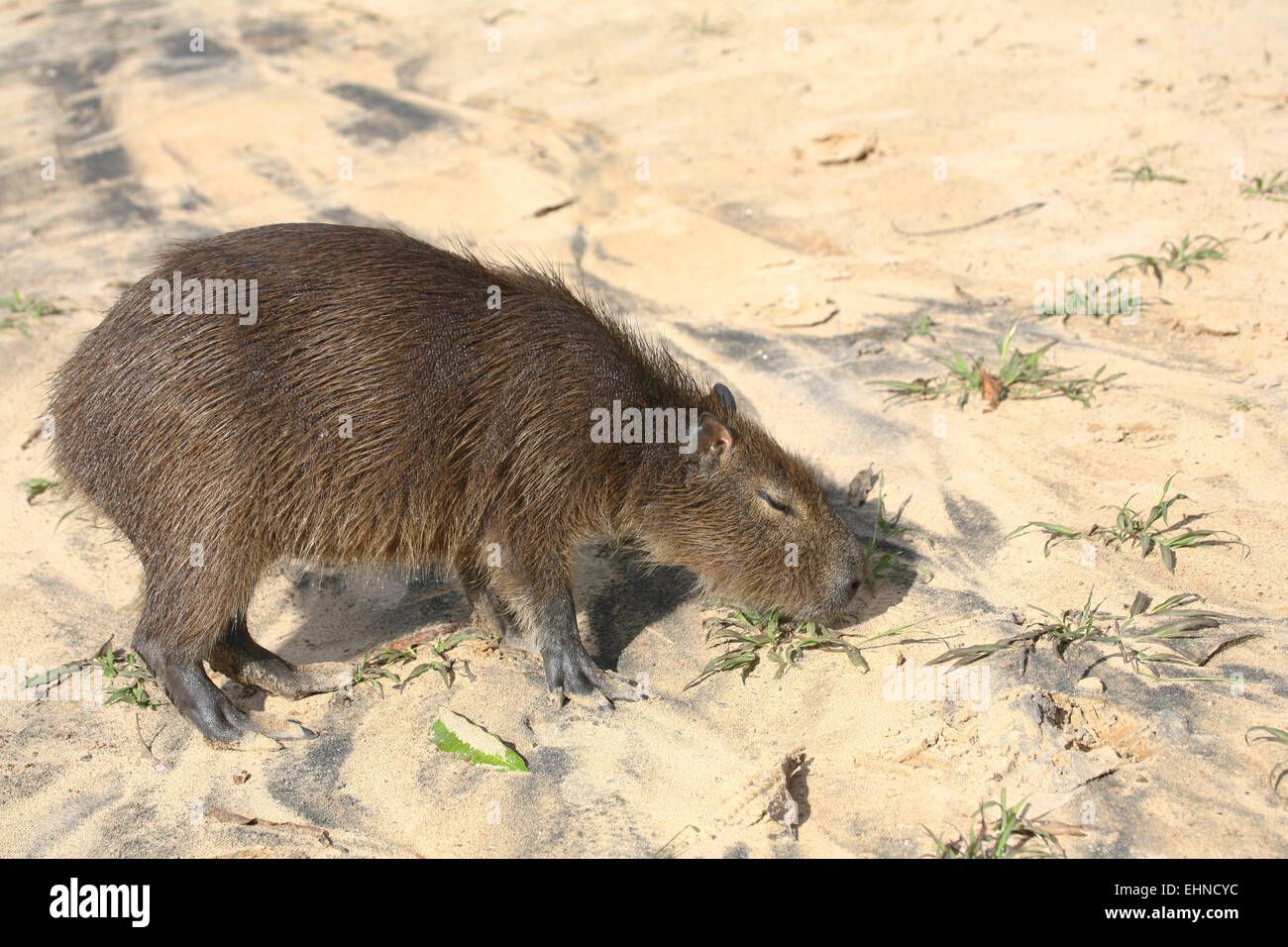 Capibara Foto Stock