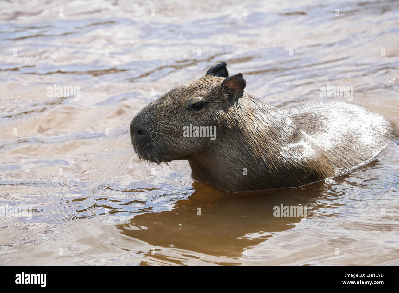 Capibara Foto Stock