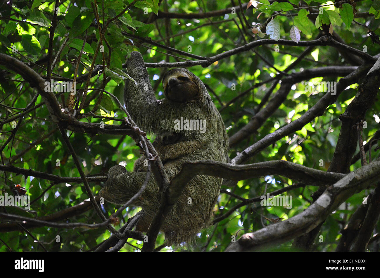 Bradipo in Costa Rica Foto Stock