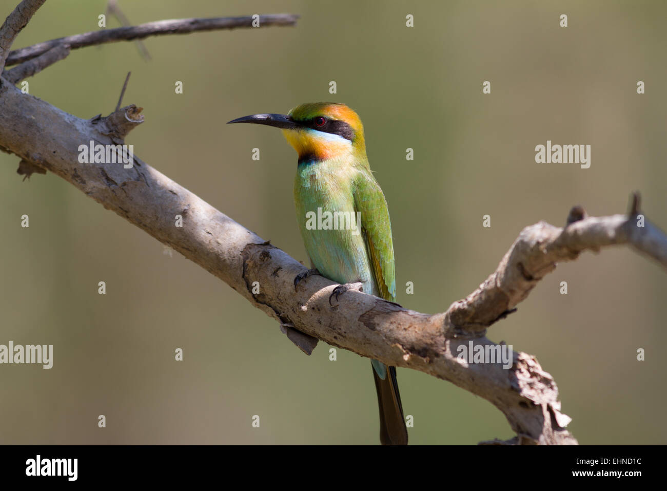 Rainbow gruccione Foto Stock