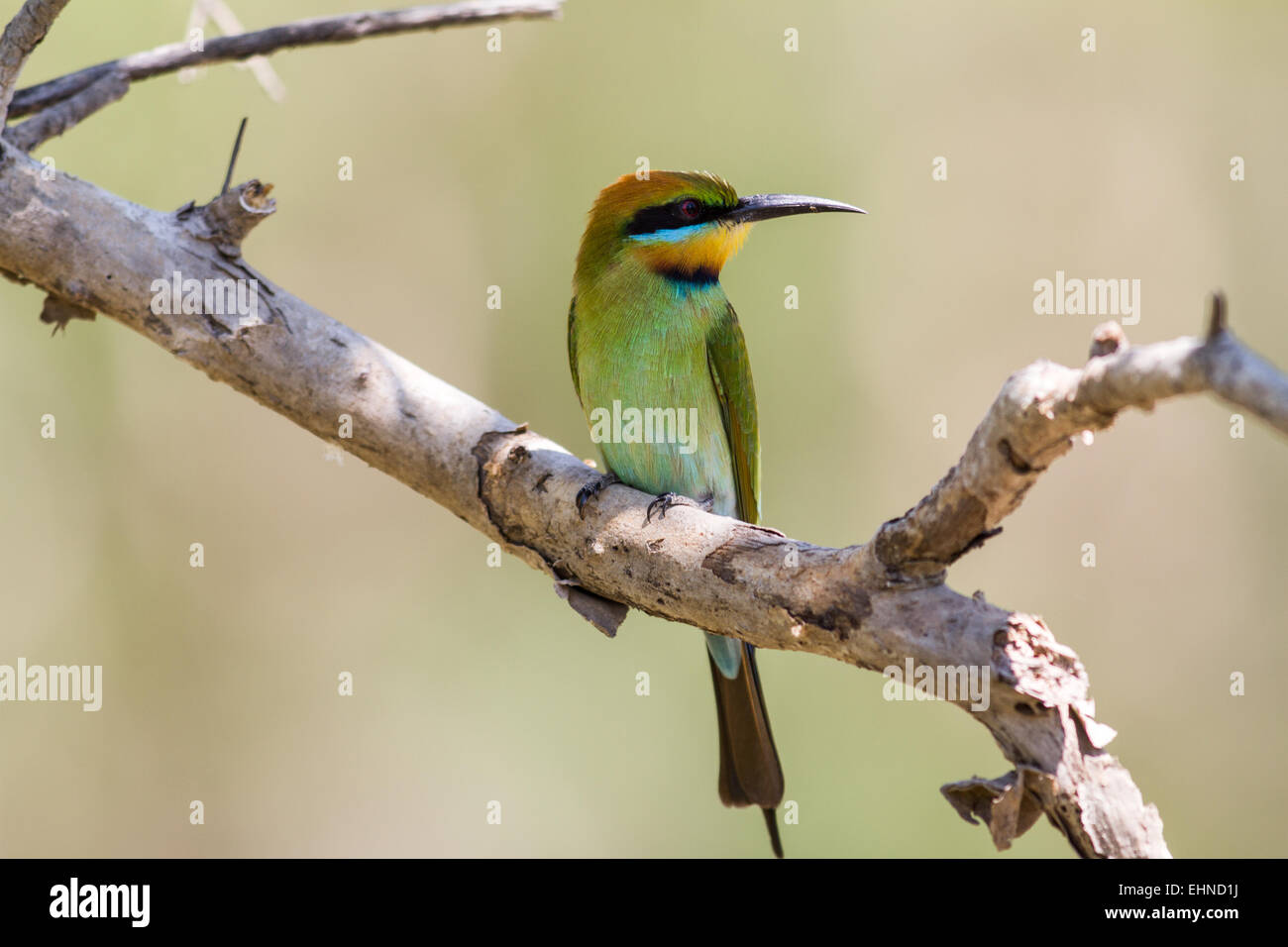 Rainbow gruccione Foto Stock