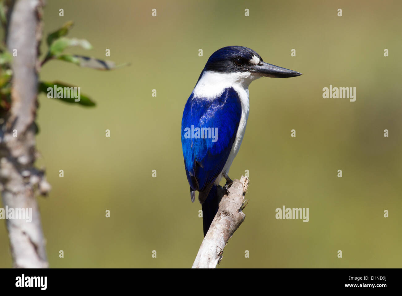 Forest kingfisher Foto Stock