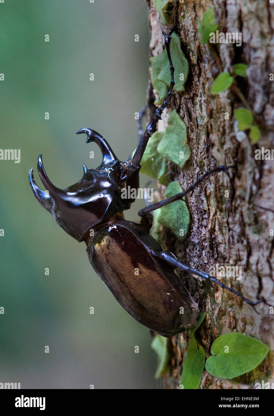 Tre malesi cornuto scarabeo rinoceronte Chalcosoma mollenkampi aggrappati a una foresta in tronco di albero di Danum Valley Borneo Foto Stock