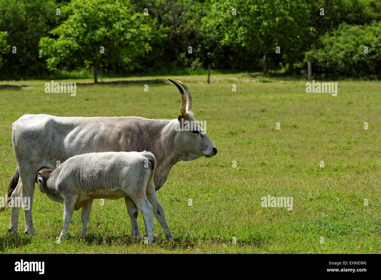 Ungherese di ruminanti bovini grigio bull sull'erba Foto Stock