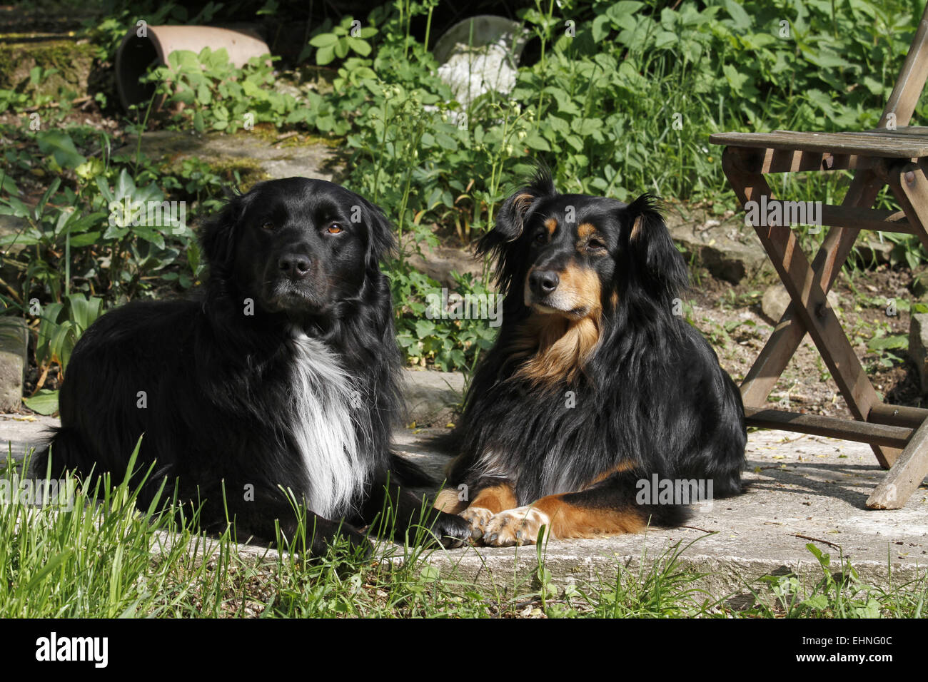 I cani in giardino Foto Stock