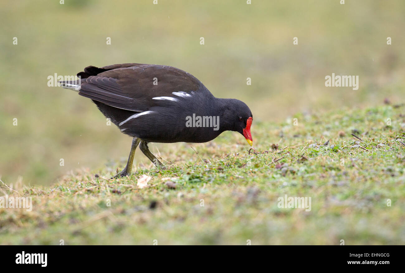 Moorhen Gallinula chloropus alimentando tra l'erba bagnata Foto Stock