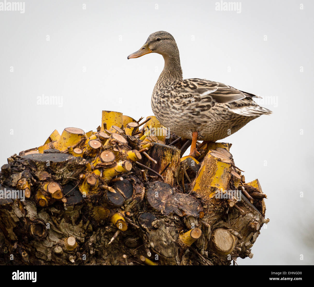 Femmina Mallard duck Anas platyrhynchos cercando un appropriato sito di nidificazione del bolo di un salice in primavera Foto Stock