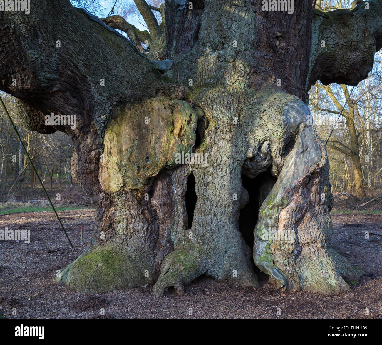 Antico albero di quercia Major nella Foresta di Sherwood Nottinghamshire vicino Edwinstowe ha associazioni con il Robin Hood legenda Foto Stock