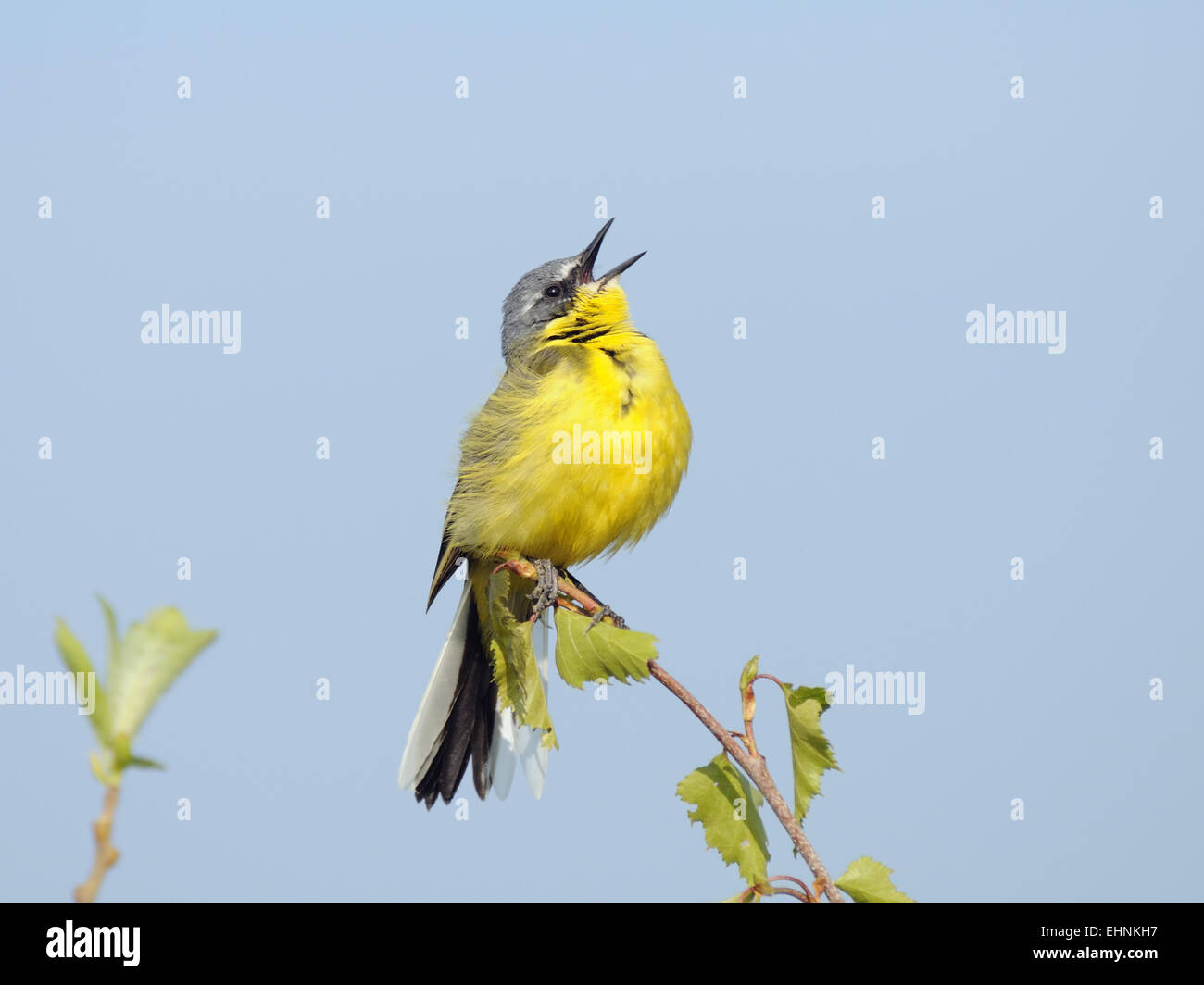Maschio della Wagtail giallo canta attirando l attenzione della sua sposa Foto Stock