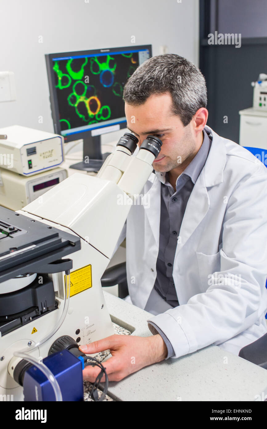 Analisi cellulaires en microscopie confocale, Equipe de recherche (ici post-doctorant) du laboratoire contrôle de la Réponse Immune B et Lymphoproliférations (CNRS/Université/CHU de Limoges), Laboratoire d'immunologie du Professeur Michel Cogné au CBRS, Foto Stock